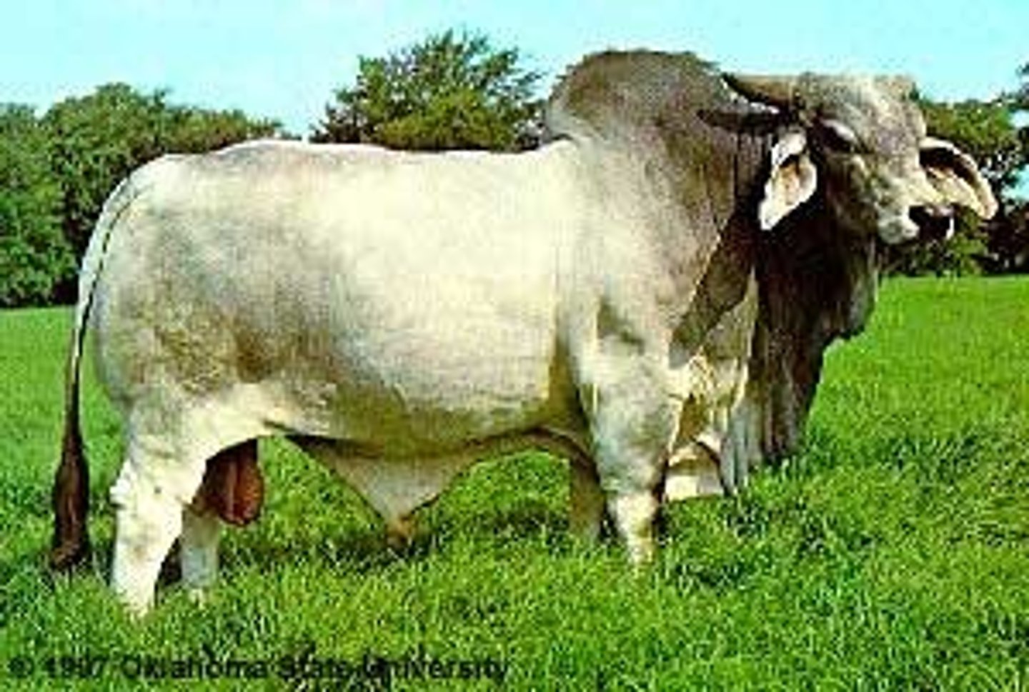 <p>- gray</p><p>- droopy ears, extra skin</p><p>- Indian</p><p>- heat tolerant</p><p>- aggressive</p><p>- poor meat quality</p><p>- large</p><p>- slow growth</p>