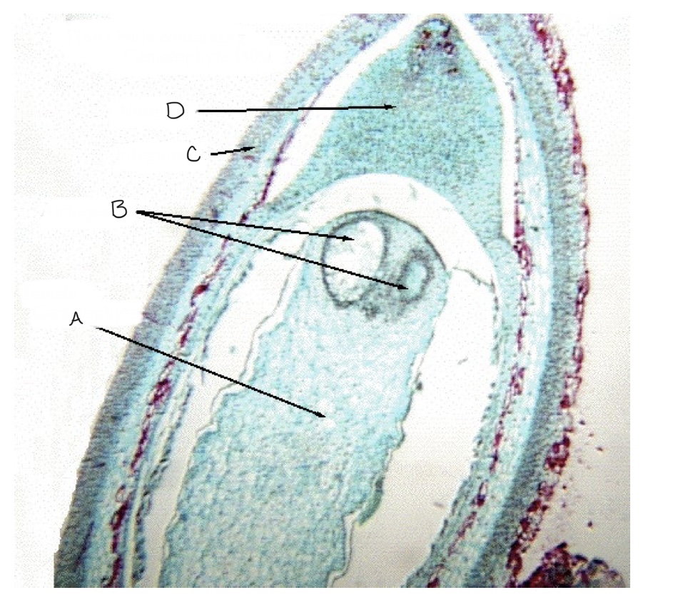 know the name and genetic state of A. B. C. D. 