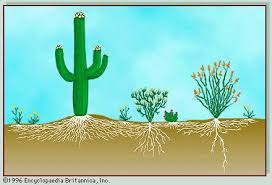 <p>What is one root adaptation of xerophytes?</p>