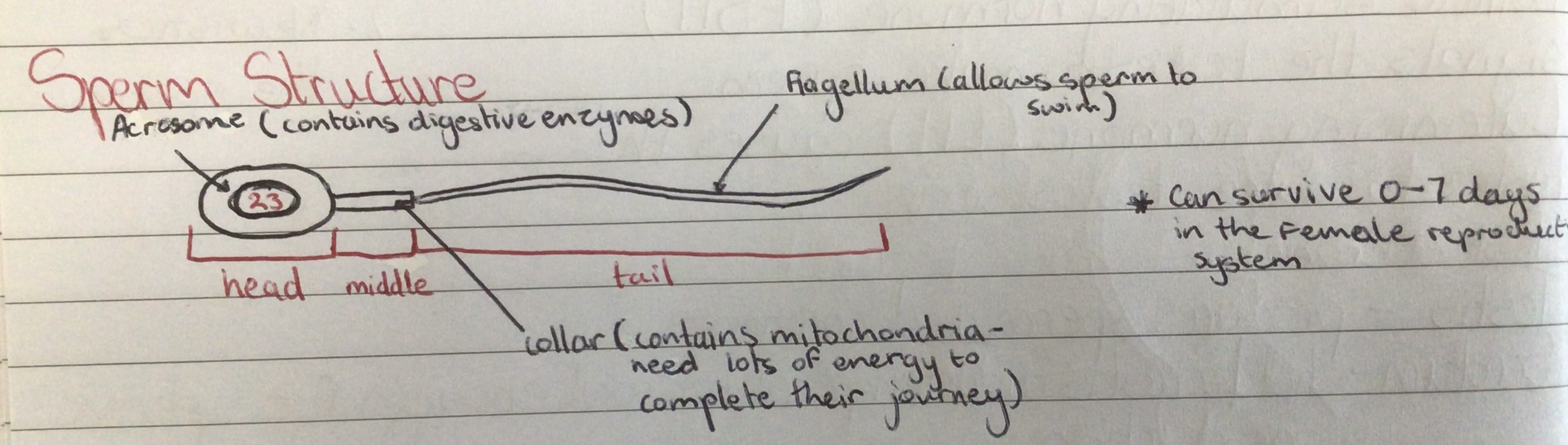 <p>Diagram </p>