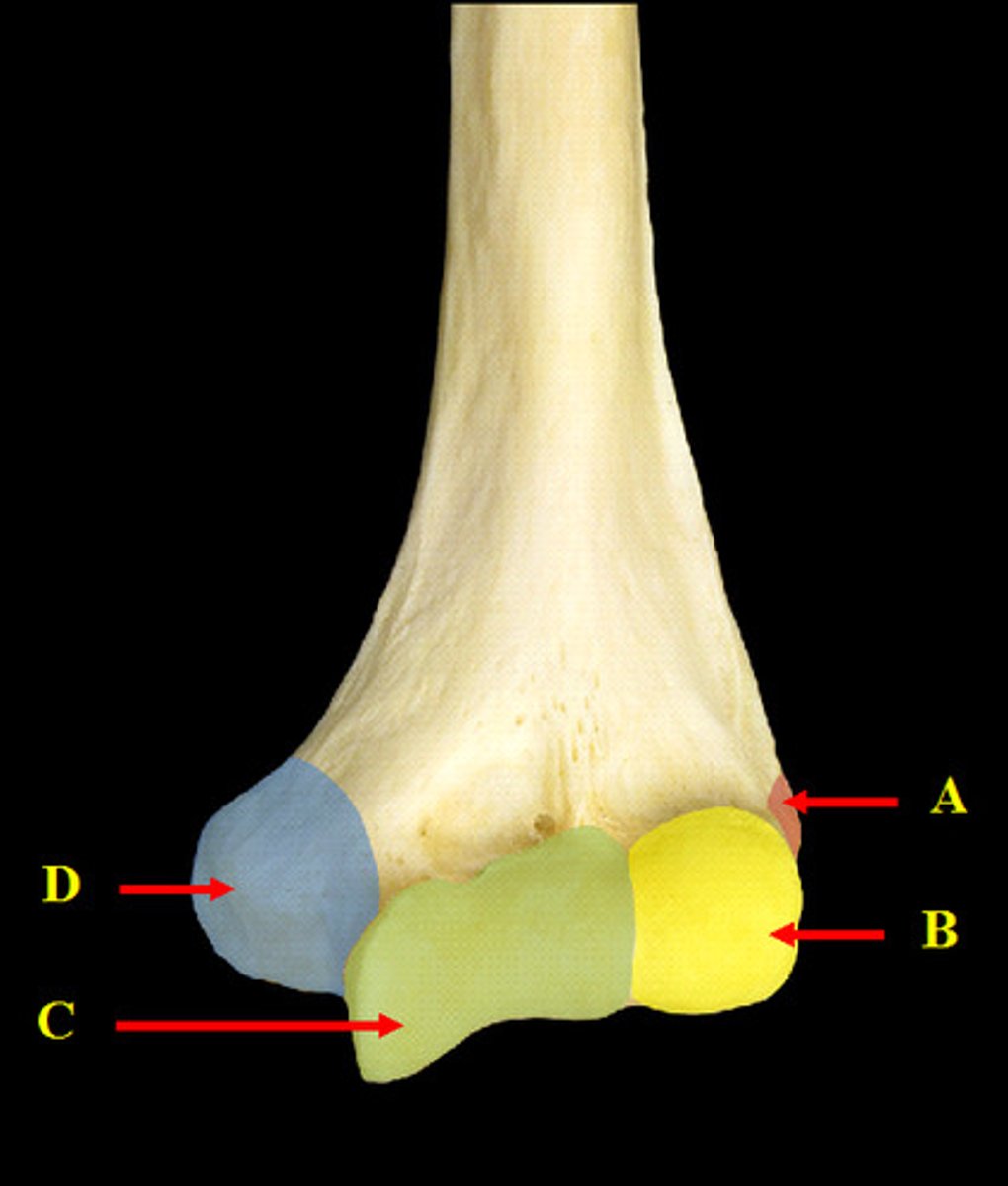 <p>The distal end consists of an articular part with a modified condyle (medial trochlea and lateral capitellum) that articulates with the ulna and radius, and a non-articular part with medial and lateral epicondyles and three fossae (olecranon, coronoid, and radial fossae).</p>