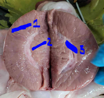 <p>Give the specific name of the part of the organ pointed #1 and the specie it came from</p>