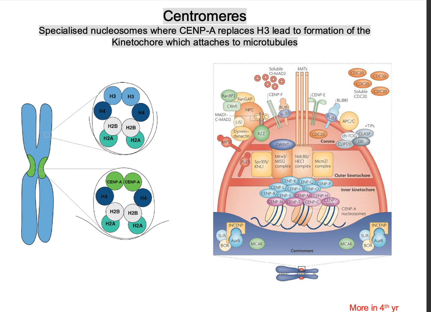 <p>a histone protein H3 is replaced by a VARIANT HISTONE <strong>CENP-A</strong></p><p>-stabilises the structure </p><p>-Forms on the centromere </p><p>-Recruits kinetochore proteins to form the kinetochore </p><p></p><p>CENP-A acts as a <strong>SCAFFOLD </strong>for the formation of the kinetochore protein </p>