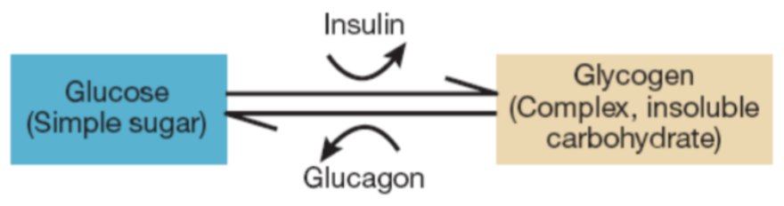<p>in the liver triggers the conversion of glucose to glycogen for storage </p>
