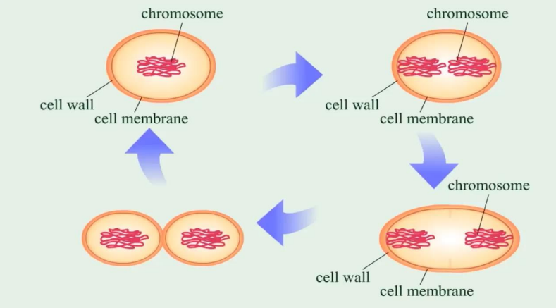 <ul><li><p>asexual reproduction </p></li><li><p>cell elongates and DNA is replicated</p></li><li><p>plasma membrane begins to constrict and a new wall is made</p></li><li><p>cross-wall forms, completely separating the two DNA copies</p></li><li><p>cells separate&nbsp;</p></li></ul><p></p>