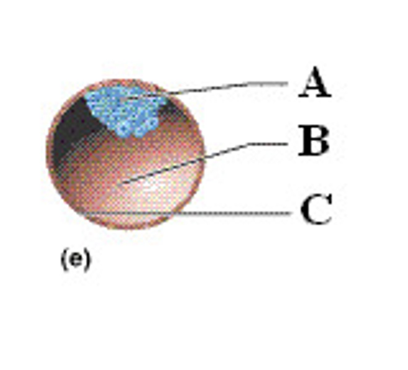 <p>outer layer of blastocyst (C)</p>