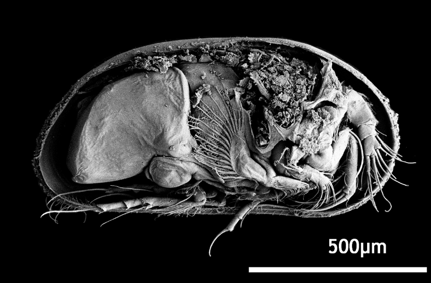 <p>Domain: Eukaryota</p><p>Kingdom: Animalia</p><p>Phylum: Arthropoda</p><p>Subphylum: Crustacea</p><p>Class: “seed shrimp” </p>