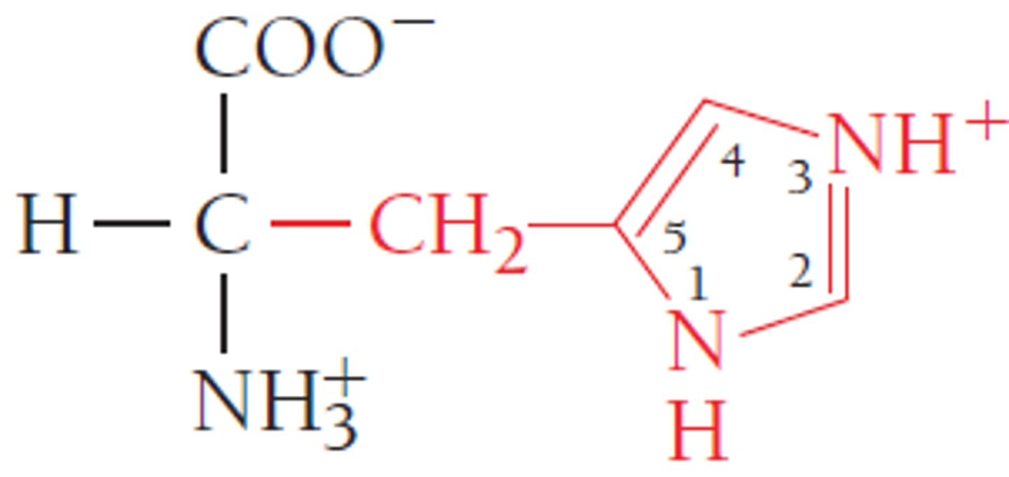 <p>Charged, Basic, hydrophilic </p><p>R: imidazole ring (two double bonds and amino)</p>