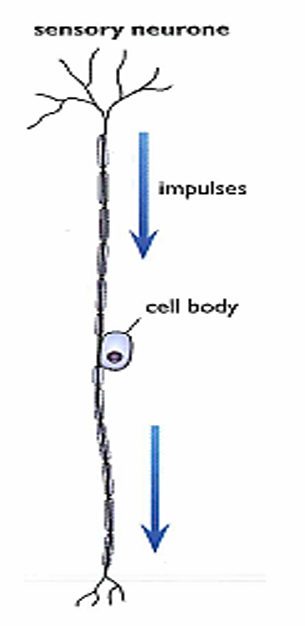 <ul><li><p>Carries electrical impulses from receptors to the Central Nervous system</p></li><li><p>One direction</p></li><li><p>Myelin sheath</p></li><li><p>Cell body in the middle of the cell</p></li><li><p>Short Axons</p></li></ul><p></p>