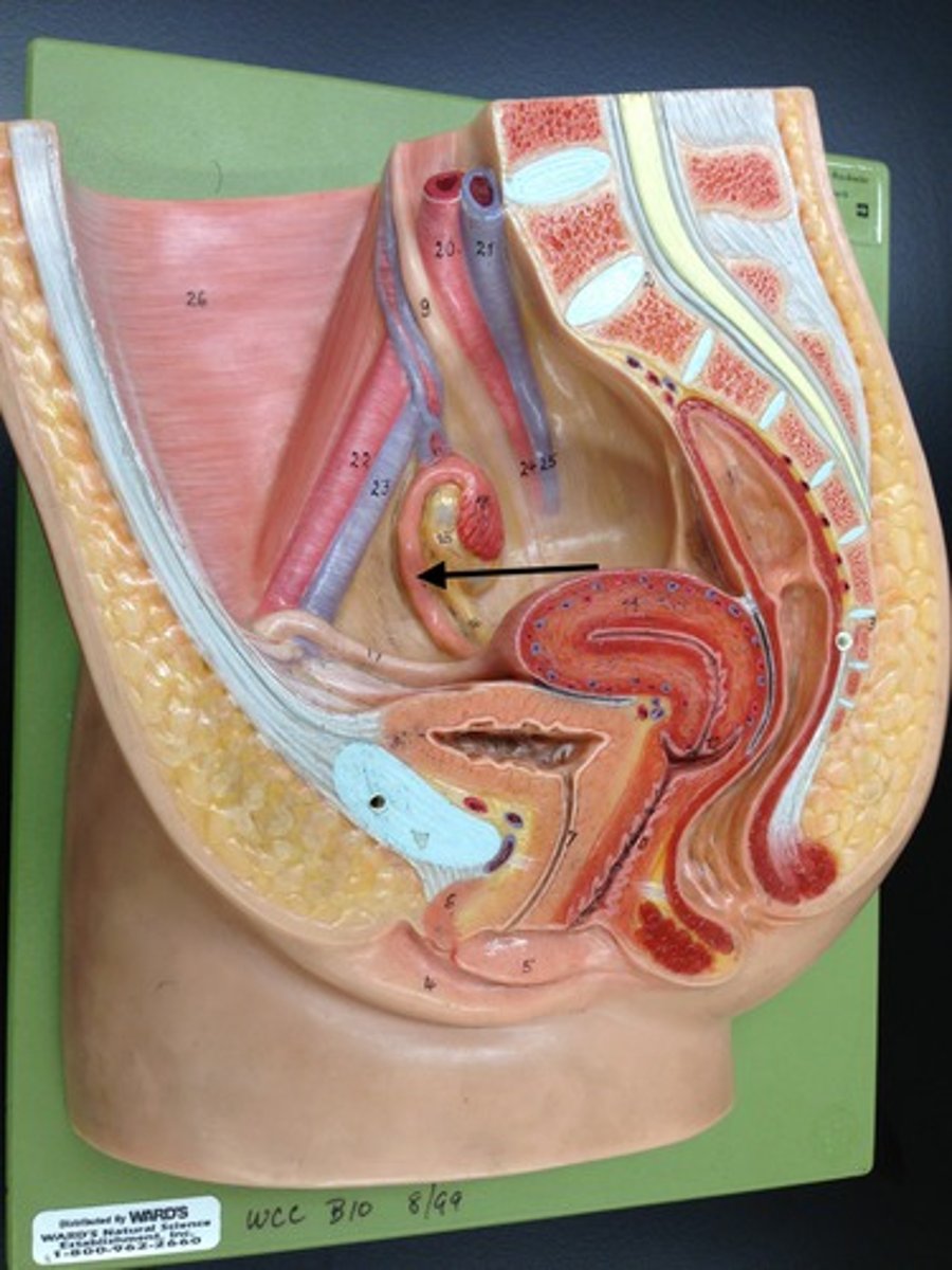 <p>Tube that carries eggs from the ovaries to the uterus.</p>