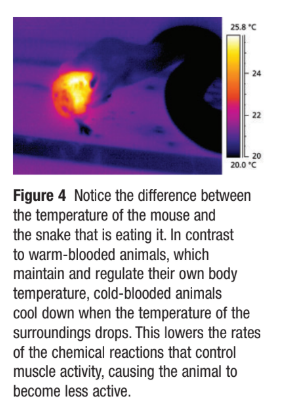 <ul><li><p class=""><strong>Reaction rates increase</strong> with <strong>temperature</strong>.</p><ul><li><p class="">Many reactions <strong>double</strong> in rate for every <strong>10 °C increase</strong>, and <strong>halve</strong> for every <strong>10 °C decrease</strong>.</p></li></ul></li><li><p class=""><strong>Example</strong>: Cake batter changes very little at room temperature but undergoes reactions and bakes at <strong>175 °C</strong>.</p></li><li><p class=""><strong>Refrigeration</strong> slows down chemical reactions that cause <strong>food spoilage</strong>.</p></li><li><p class=""><strong>Medications</strong> often include instructions to <strong>store in cool places</strong> to slow unwanted reactions.</p></li><li><p class=""><strong>Cold-blooded animals</strong> (e.g. snakes, reptiles):</p><ul><li><p class="">Take on the <strong>temperature of their surroundings</strong>.</p></li><li><p class="">Are <strong>less active in cooler conditions</strong> due to slower <strong>metabolic rates</strong>.</p></li></ul></li><li><p class=""><strong>Infrared images</strong> show cold-blooded animals as <strong>cooler colors</strong> (blue/black) and warm-blooded animals as <strong>warmer colors</strong> (yellow/orange).</p></li></ul><p></p>