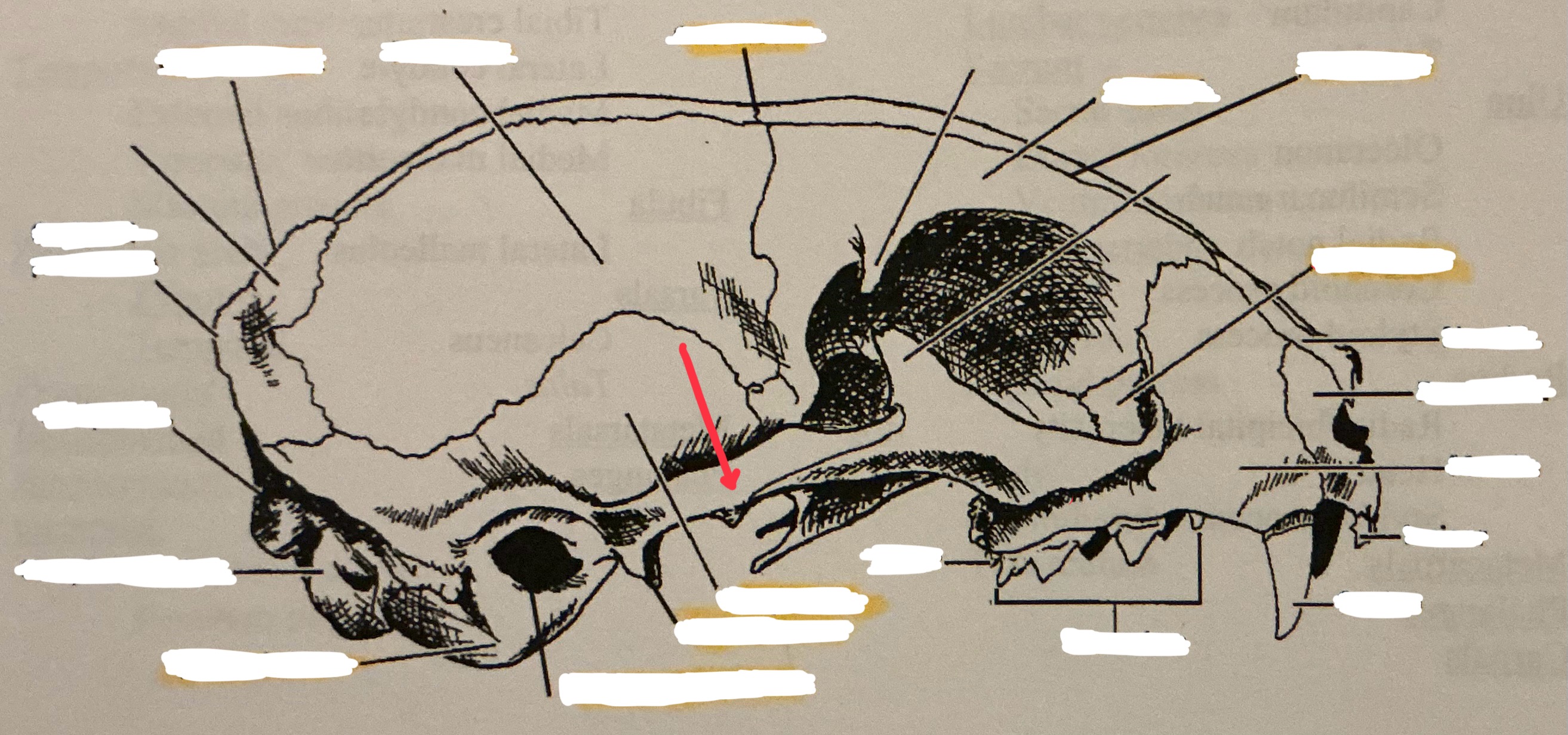 term image