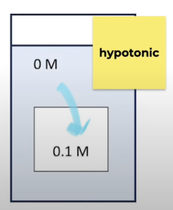 <p>Solution has <strong>lower</strong> <strong>solute</strong> conc than what it is being compared to</p><ul><li><p>Water moves into cells</p></li></ul><p></p>