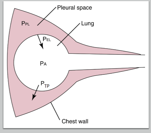 <p>A positive Transpulmonary Pressure (P<sub>TP)</sub> is necessary to maintain lung volume:</p><ul><li><p><span> P</span><sub><span>TP</span></sub><span> = P</span><sub><span>A</span></sub><span> – P</span><sub><span>PL</span></sub><span> </span></p></li><li><p>Alveoli naturally wants to collapse due to Elastic Forces (P<sub>EL</sub>)</p></li><li><p>Alveoli stays open b/c lung is adhered to chest wall via the negative pressure in Pleural Space </p></li><li><p><span><span>As long as PTP is positive, lung stays open</span></span></p></li></ul><div data-type="horizontalRule"><hr></div><p>Pneumothorax:</p><ul><li><p><span><span>air enters the pleural space → pressure becomes equal to atmospheric and the lung → </span></span><span>P</span><sub><span>TP</span></sub><span> = 0 → Lungs collapse</span></p></li></ul><div data-type="horizontalRule"><hr></div><p>Lung Volume:</p><ul><li><p><span><span>When Lung volumes rise, PTP must rise as PEL increases as the lung is stretched further</span></span></p></li></ul><p></p><p></p><p></p>
