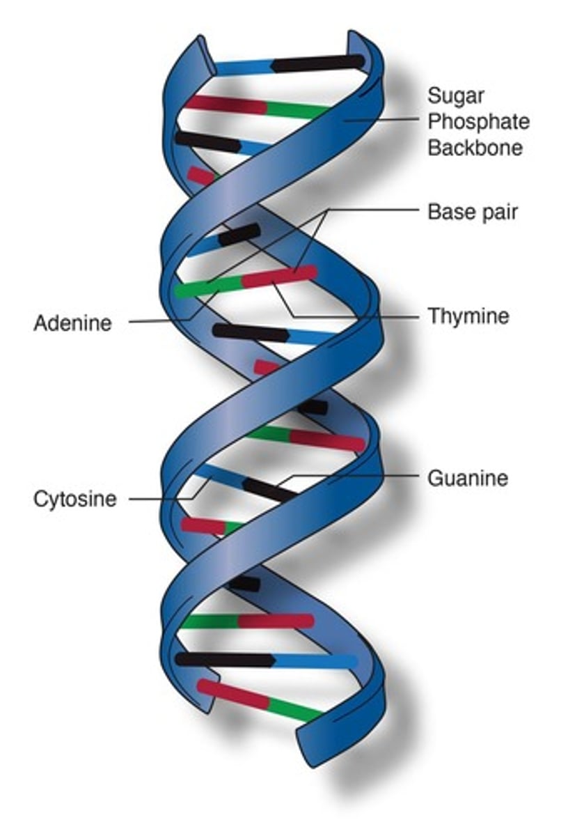 <p>The order of bases that appear in a sequence for a specific protein.</p>