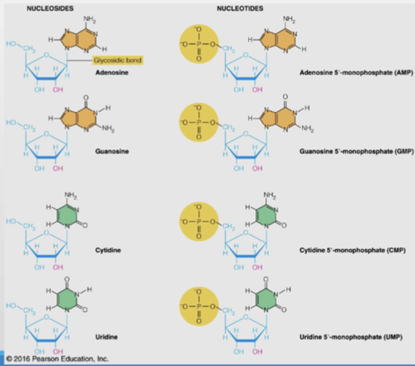 <p>Nucleotides are the 5'-monophosphates of the nucleosides (add one phosphate group to C5')</p><p>Nucleotides are monomers of nucleic acids</p>