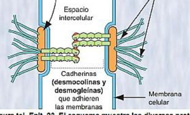 <p>Identifica la unión celular</p>