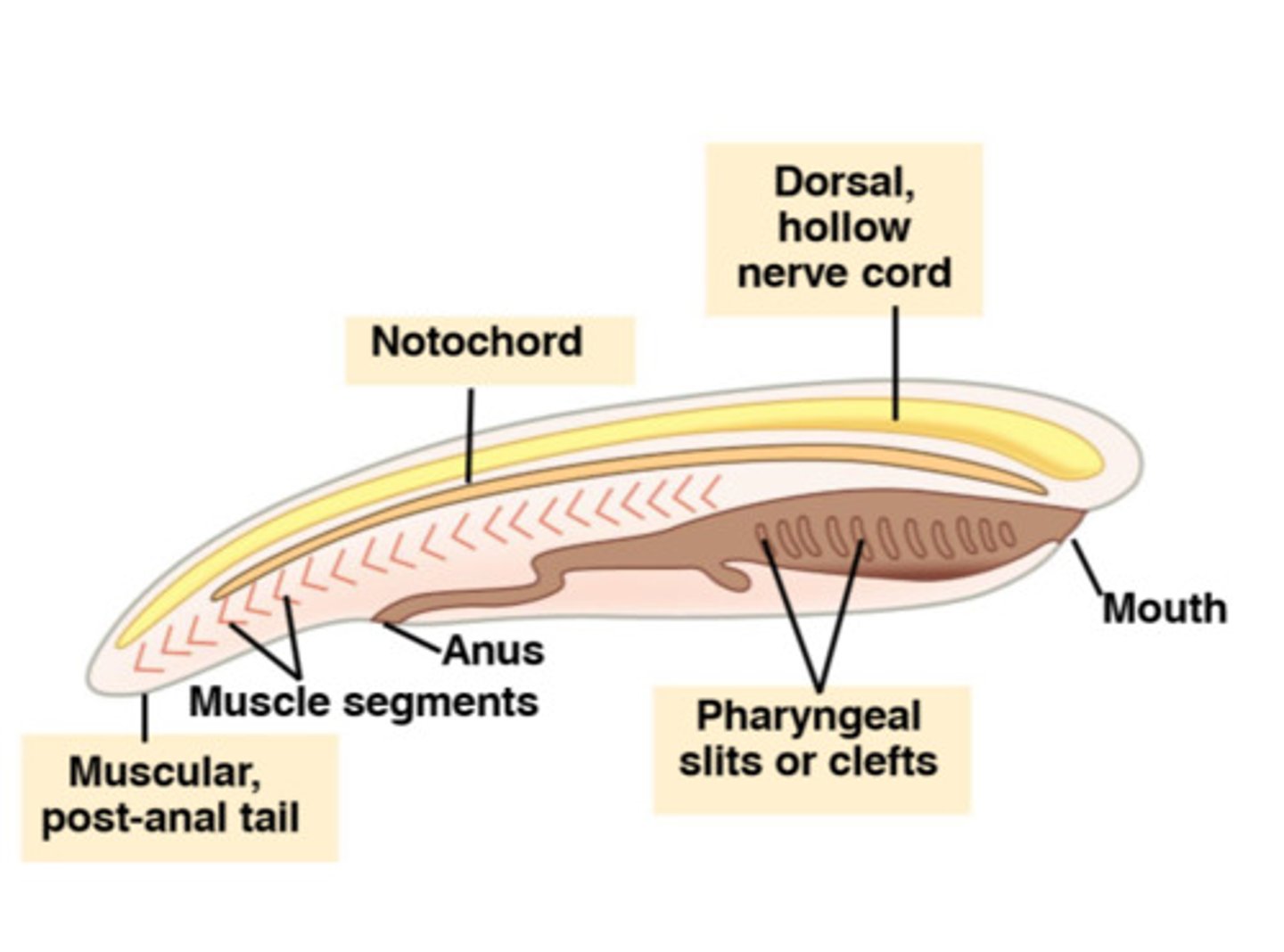 <p>A tube-like nerve cord located along the back (dorsal side) of chordates, which develops into the central nervous system.</p>