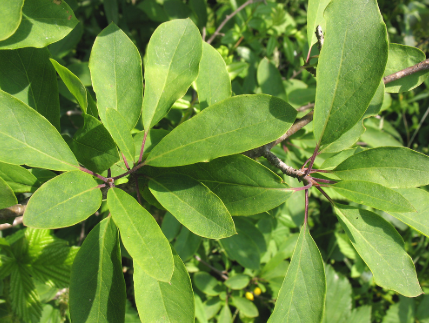 <p><em>Ilex mucronata</em></p>