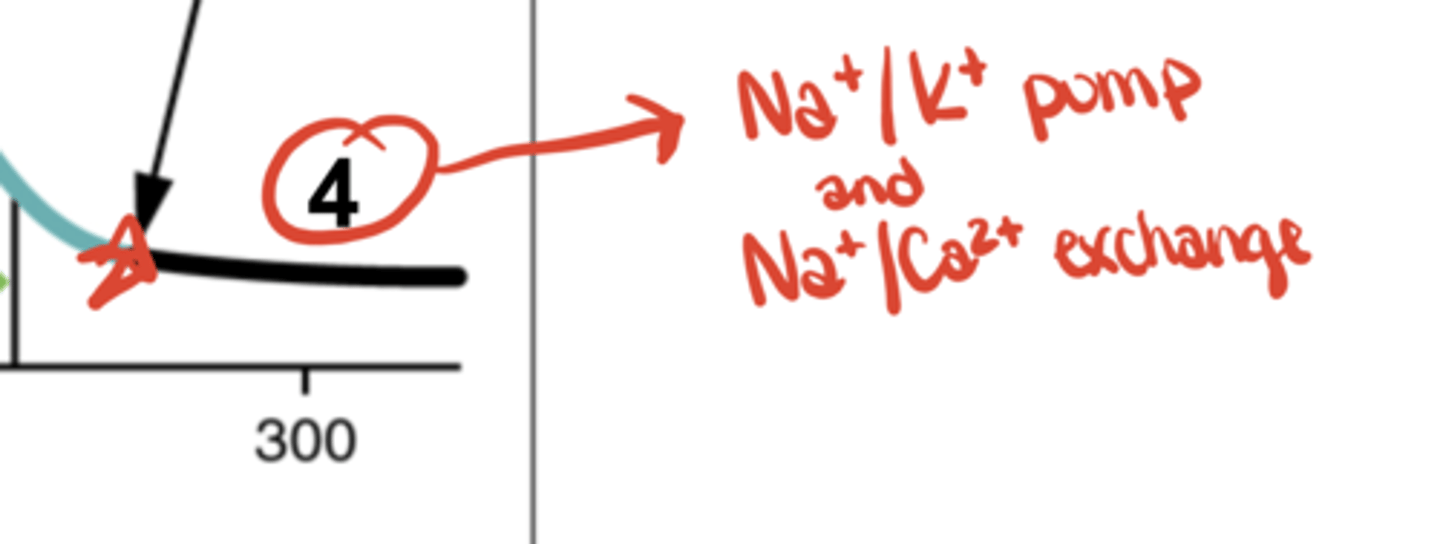 <p>Na⁺/K⁺ pump &amp; Na⁺/Ca²⁺ exchanger restore gradients</p>