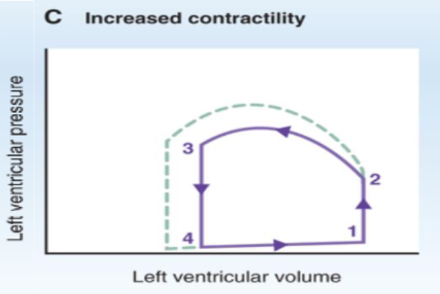 <p>How does increased contractility affect a PV loop?</p>