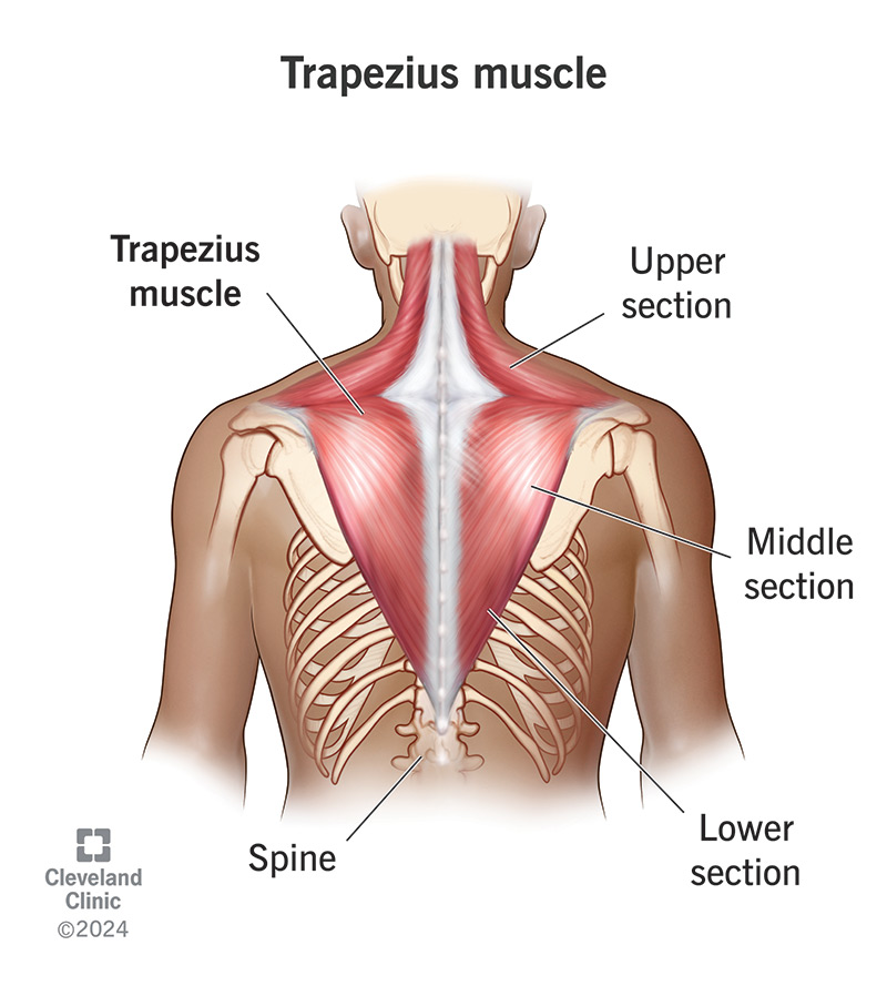 <p>Location:</p><ul><li><p>upper back</p></li><li><p>extending from the base of the skull to the mid-back</p></li></ul><p></p><p>Function:</p><ul><li><p><strong>stabilize and move the scapula</strong></p></li></ul><p></p>