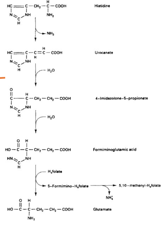 <ul><li><p>Plasma, serum, or RBC concentration</p></li><li><p>Serum or plasma [folate] reflect recent dietary intake</p><ul><li><p>True deficiency diagnoses requires repeated measures of serum/plasma folate</p></li></ul></li><li><p>RBC [folate] better indicator of folate status</p></li><li><p>Formiminoglutamate excretion (FIGLU) excretion</p></li><li><p>A functional marker of folate and vitamin B12 deficiencies is elevated plasma homocysteine concentration</p></li></ul>