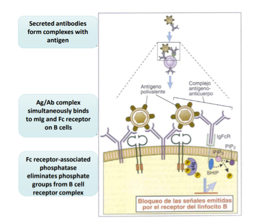 <p>Explain phsophorylation in T cells activation</p>