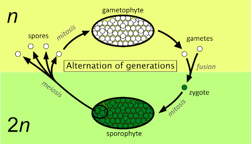<p>the predominant type of life cycle in plants and algae. It consists of a multicellular haploid sexual phase, the gametophyte, which has a single set of chromosomes alternating with a multicellular diploid asexual phase.</p>