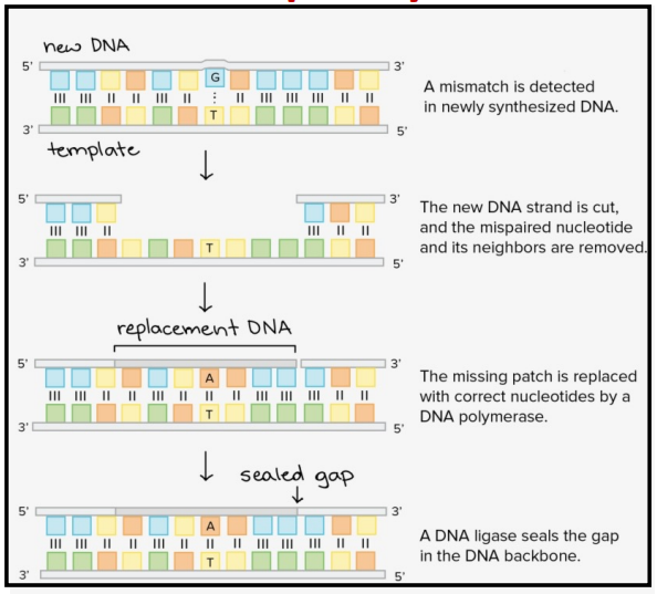 <p>Um nucleótido errado é detetado. A cadeia de DNA é cortada e o nucleótido errado e seus nucleótidos vizinhos são removidos.</p><p>A porção da cadeia volta a ser sintetizada pela DNA polimerase de forma correta e, posteriormente, sofre a ação da DNA ligase.</p>