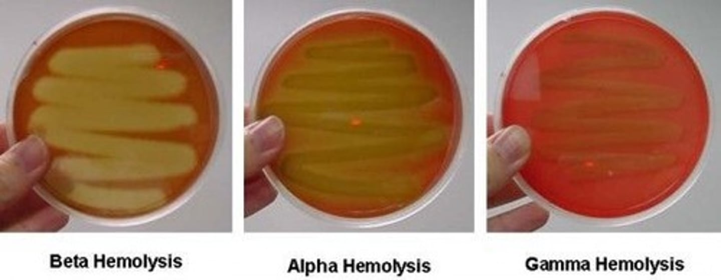 <p>α = partial hemolysis = greenish color b/c H2O2 oxidizes hemoglobin to green methemoglobin</p><p>β = total hemolysis/breakdown of hemoglobin = transparent halo</p><p>γ = no hemolysis = no change in blood agar color</p>