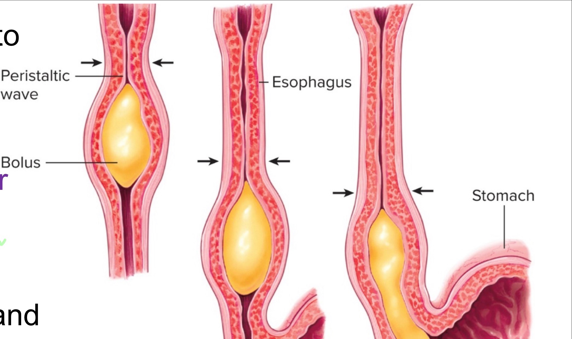 the circular muscle contracts above the bolas and relaxes below it while the longitudinal muscle shortens and lengthens to move it down. 

(refer to picture