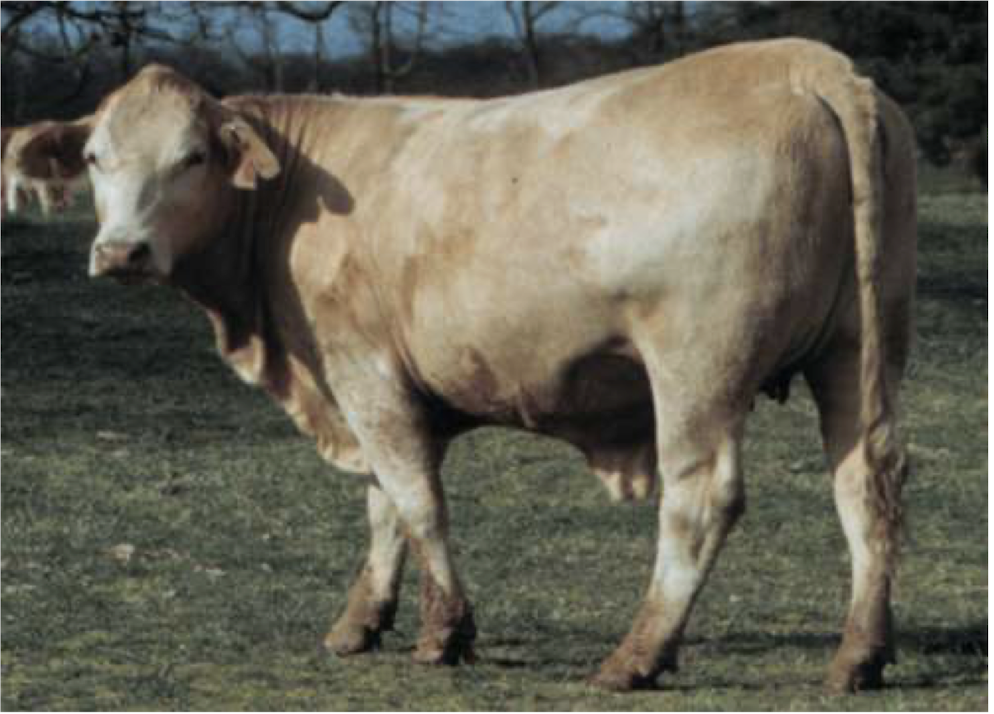 <p>What is the BCS of this beef cow?</p>