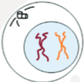 <ul><li><p>All DNA in the nucleus is copied to create two identical strands of each chromosome</p></li></ul><p></p>
