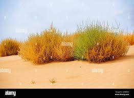 <p>What unique plants are often found in salt marshes?</p>