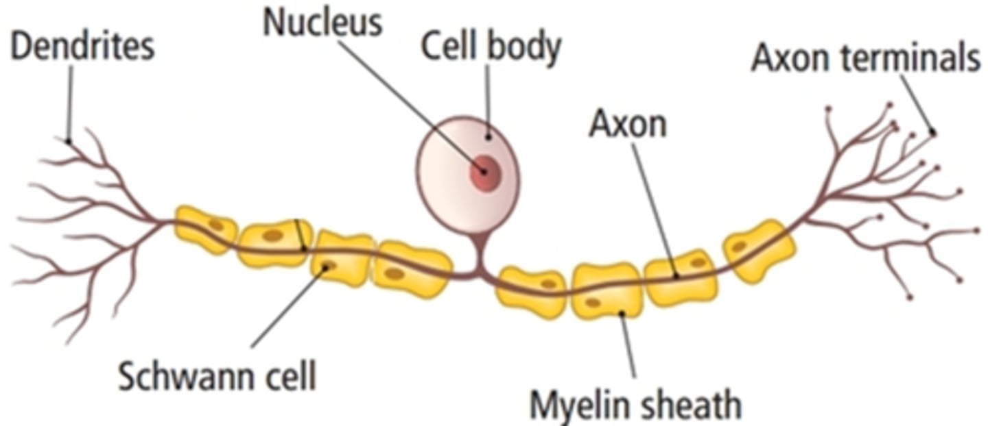 <p>Transmit nervous impulses from a receptor to another neurone</p>