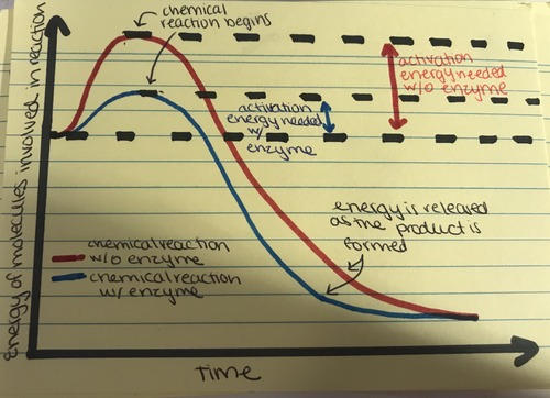 ~ Being close together reduces any repulsion between the molecules allowing them to bond more easily
~ Active site puts strain on the bond