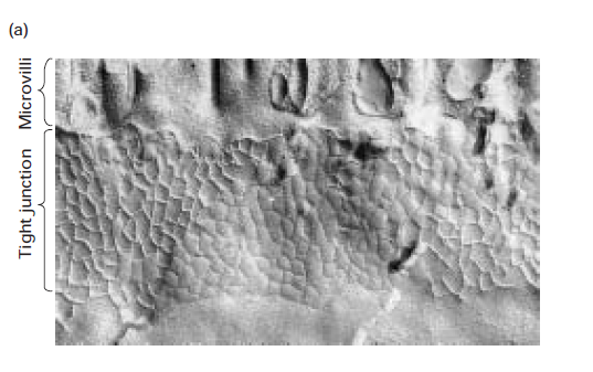 <p>Freeze-fracture preparation of tight junction zone between two intestinal epithelial cells</p>