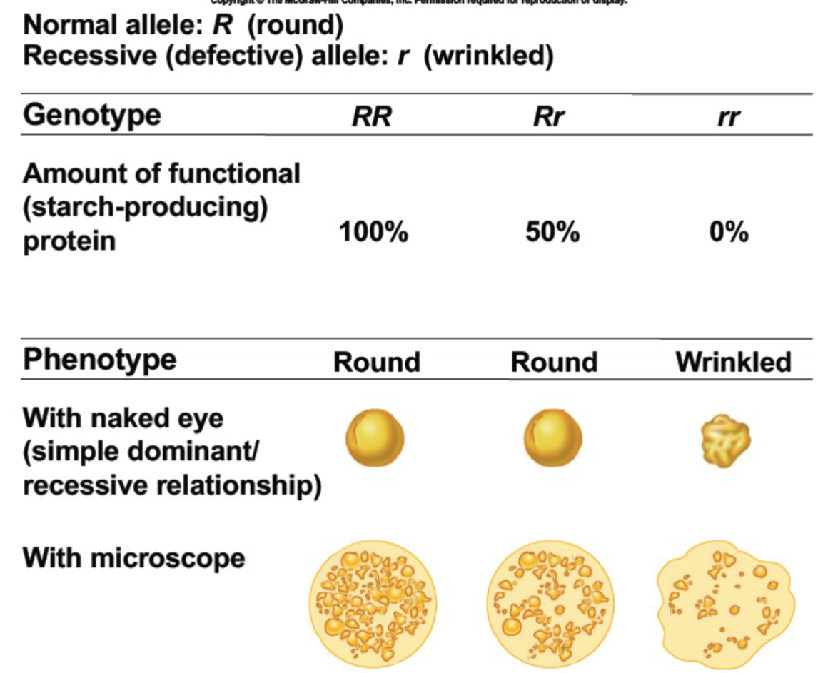 <ul><li><p>type of dominance depends on type of proteins encoded and by the biochem func of proteins</p></li><li><p>Variation in dominance relations don’t negate Mendel’s law of segregation</p></li><li><p>Alleles still segregate randomly</p></li><li><p>Interpretation of phenotype/genotype relations is more complex</p></li></ul>