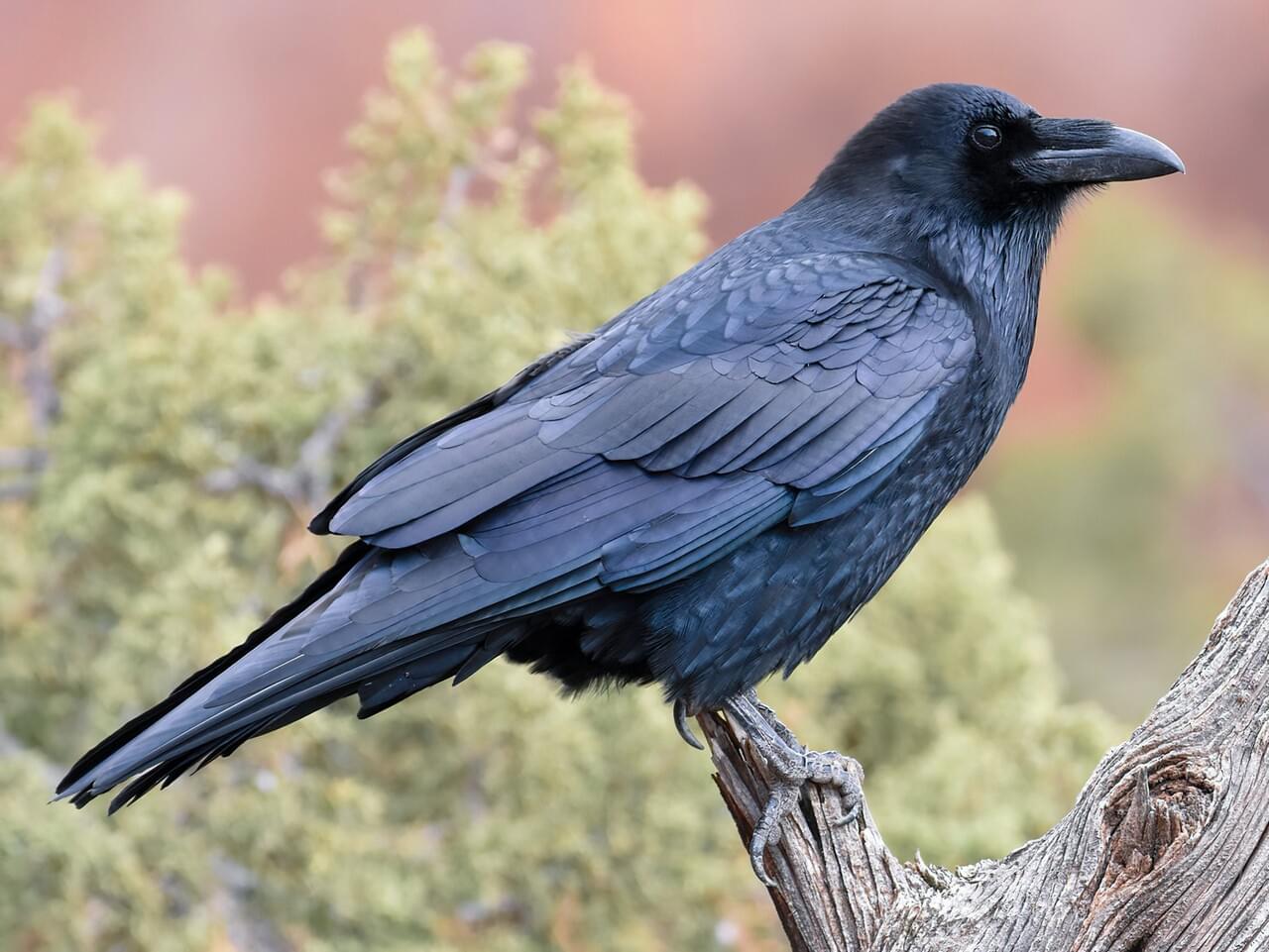 <p>Massive black corvid with shaggy throat, wedge tail, deep croak; larger than crow.</p>