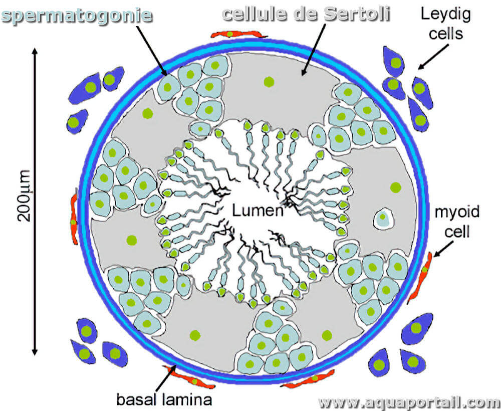 <p>dans la paroi des tubules séminifères </p>