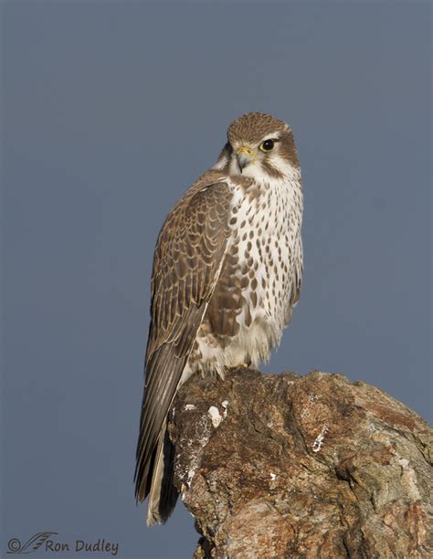 Long rounded tail, mostly white underside, light brown top, light tear streaks. Males and females similar.

