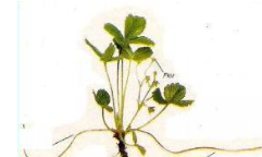 <p>Son tallos que crecen sobre la superficie del piso (como las frutillas)</p>