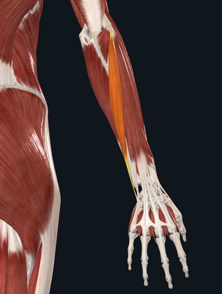 <p>Muscle that extends the wrist.</p><p>arms and shoulder muscles</p>