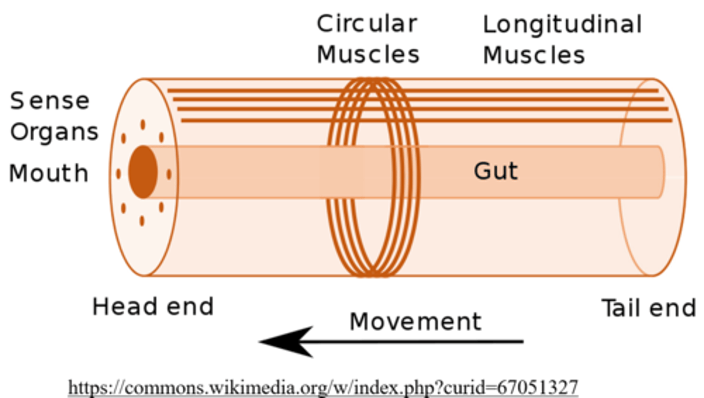 <p>hydrostatic skeleton</p>
