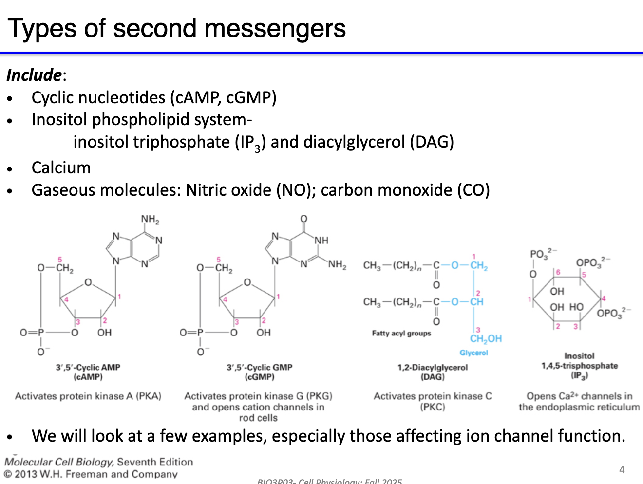 <ul><li><p><strong>Second messengers:</strong> Intracellular molecules that transduce signals from receptors to intracellular targets.</p></li><li><p><strong>Key examples:</strong></p><ul><li><p><strong>cAMP, cGMP</strong> – cyclic nucleotides</p></li><li><p><strong>IP3</strong> – inosital trophosphate signaling</p></li><li><p><strong>Calcium (Ca²⁺)</strong></p></li><li><p><strong>Gaseous molecules</strong> – nitric oxide (NO), carbon monoxide (CO)&nbsp;- NOT TESTABLE</p></li></ul></li><li><p><strong>Function:</strong> Initiate signaling cascades in muscle and neurons; amplify or propagate extracellular signals.</p></li></ul><p></p>
