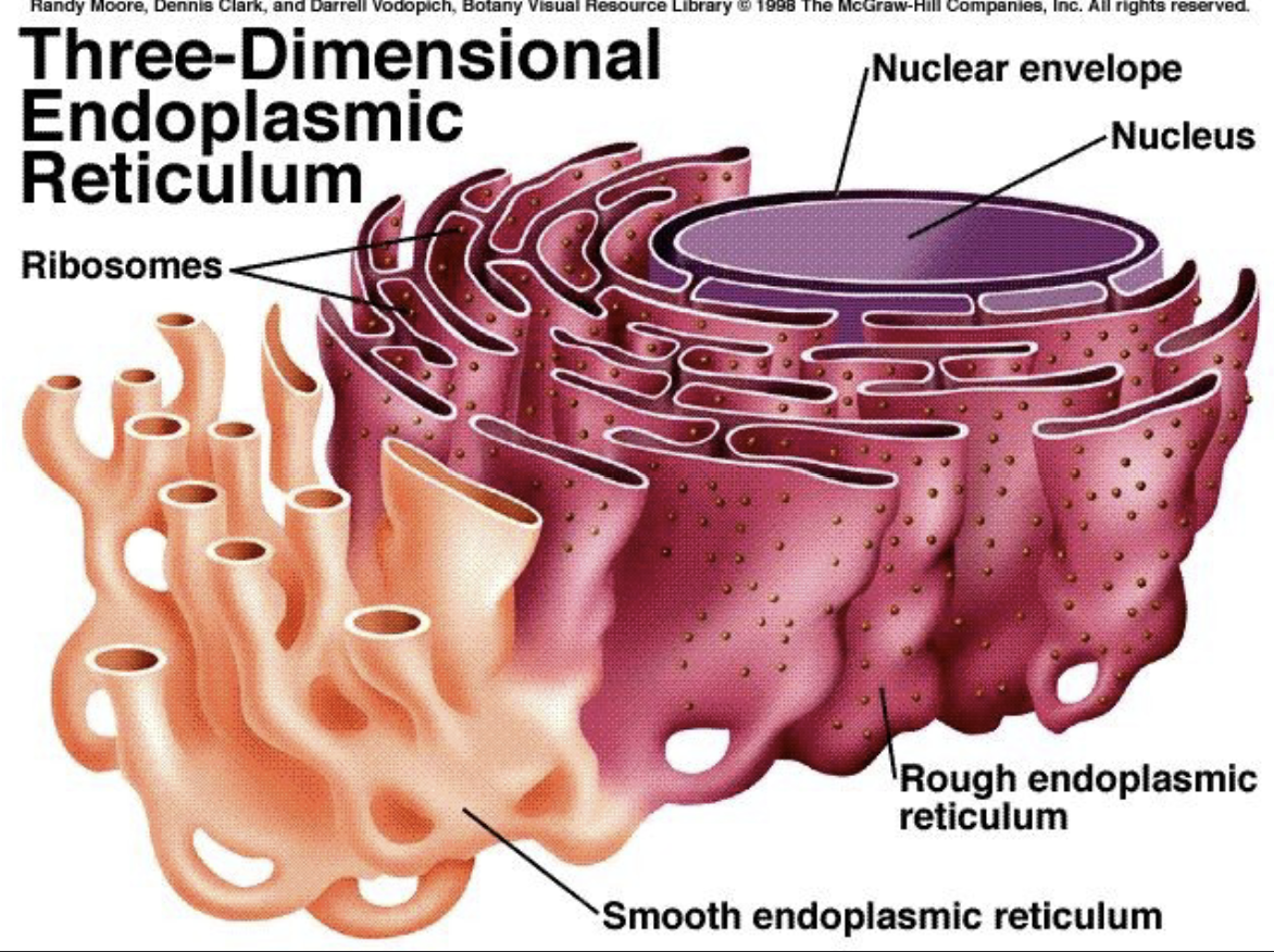 <p>Rough Endoplasmic reticulum</p>