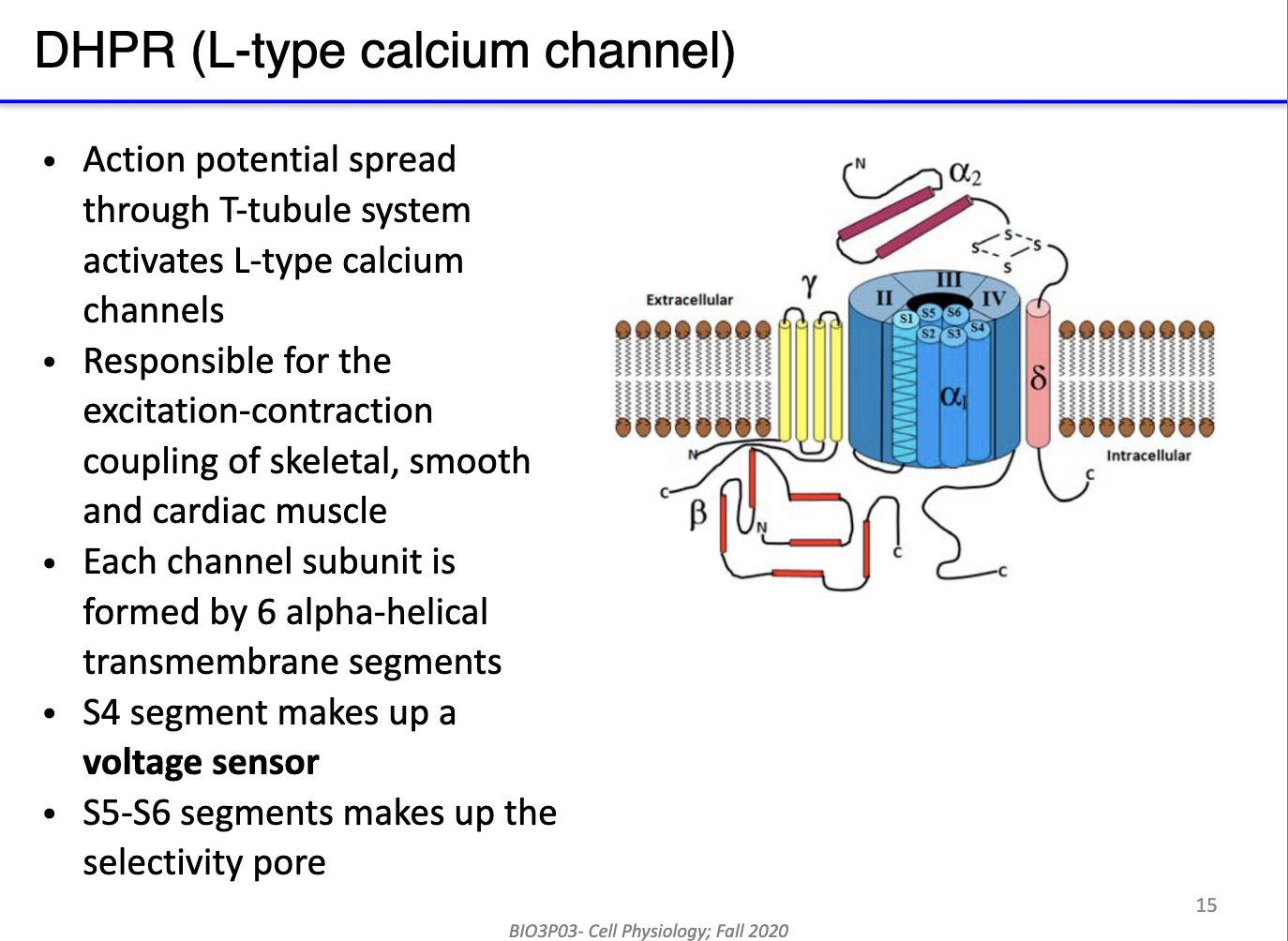 <ul><li><p><strong>Type:</strong> L-type (long-lasting) voltage-gated calcium channels in <strong>T-tubules</strong> of skeletal muscle.</p></li><li><p><strong>Function:</strong> Serve as <strong>voltage sensors</strong> for excitation-contraction coupling; detect <strong>action potential depolarization</strong>.</p></li><li><p><strong>Voltage sensor:</strong> <strong>Segment S4</strong> responds to membrane potential changes.</p></li><li><p><strong>Selectivity pore:</strong> <strong>Segments S5–S6</strong> form the <strong>Ca²⁺-selective channel</strong>.</p></li><li><p><strong>Role in muscle:</strong> Rapid opening upon depolarization → triggers <strong>RyR opening</strong> in SR → <strong>Ca²⁺ release → contraction</strong>.</p></li><li><p><strong>Significance:</strong> Enables <strong>high-frequency excitation-contraction-relaxation cycles</strong> in skeletal muscle.</p></li></ul><p></p>