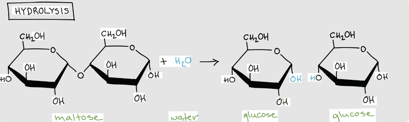 <p>breaks down complex polymers into monomers by adding a water molecule to break covalent bonds</p>