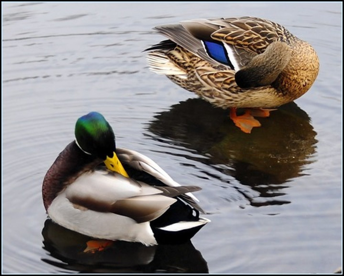 <p>duck</p>
